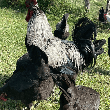 Black and white rooster with red comb surrounded by black hens on green grass outdoors