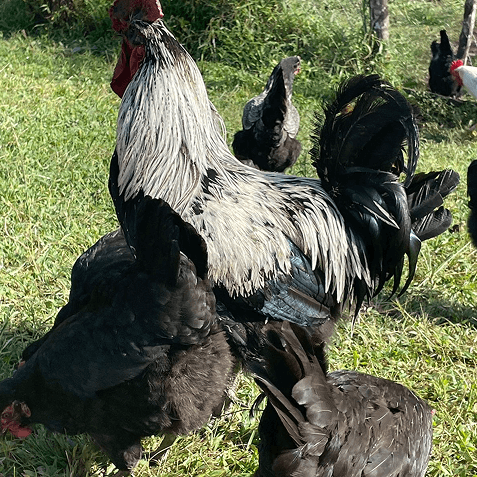 Black and white rooster with red comb surrounded by black hens on green grass outdoors