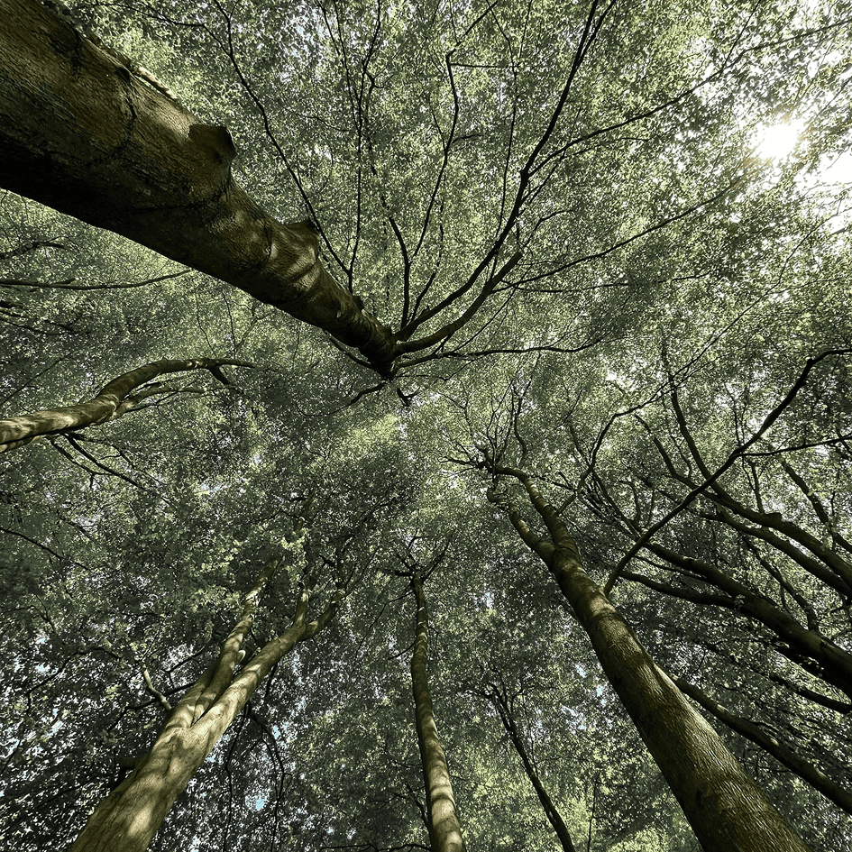 Tall trees with thick trunks and dense green foliage viewed from below against sunlight.